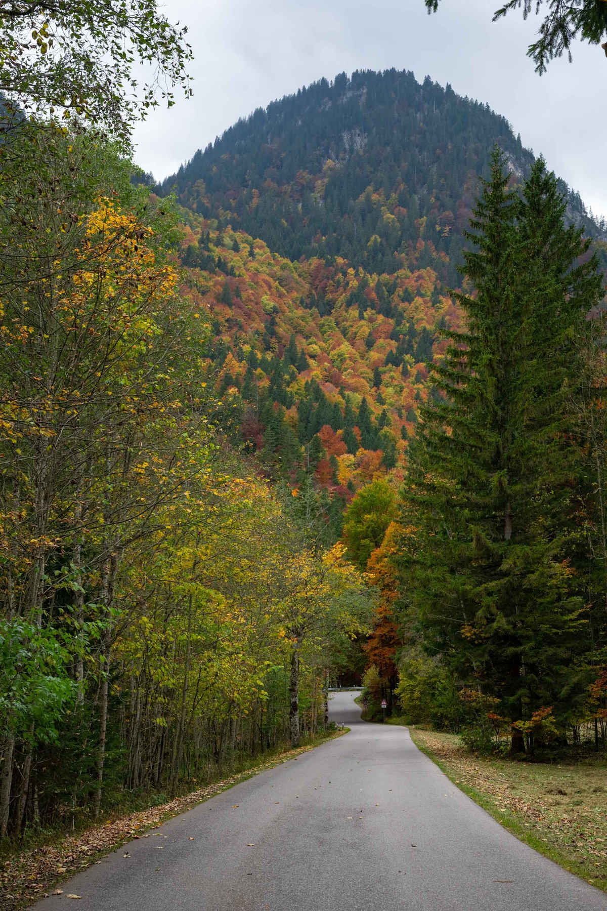Een smalle bergweg in de herfst omgeven door kleurrijke bomen in rood, oranje en geel met een beboste berg op de achtergrond.