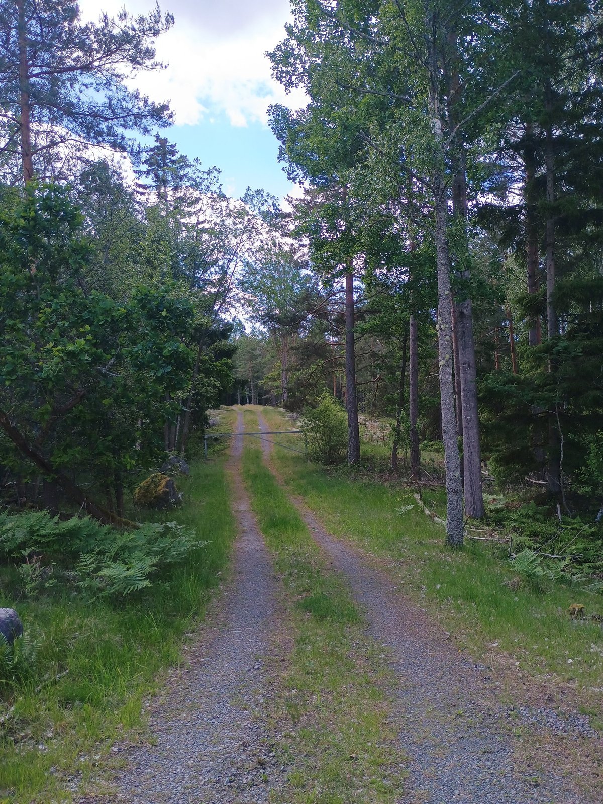 Smal grindpad met grasstreep dat door een gemengd Scandinavisch bos leidt in het Torrö naturreservat.