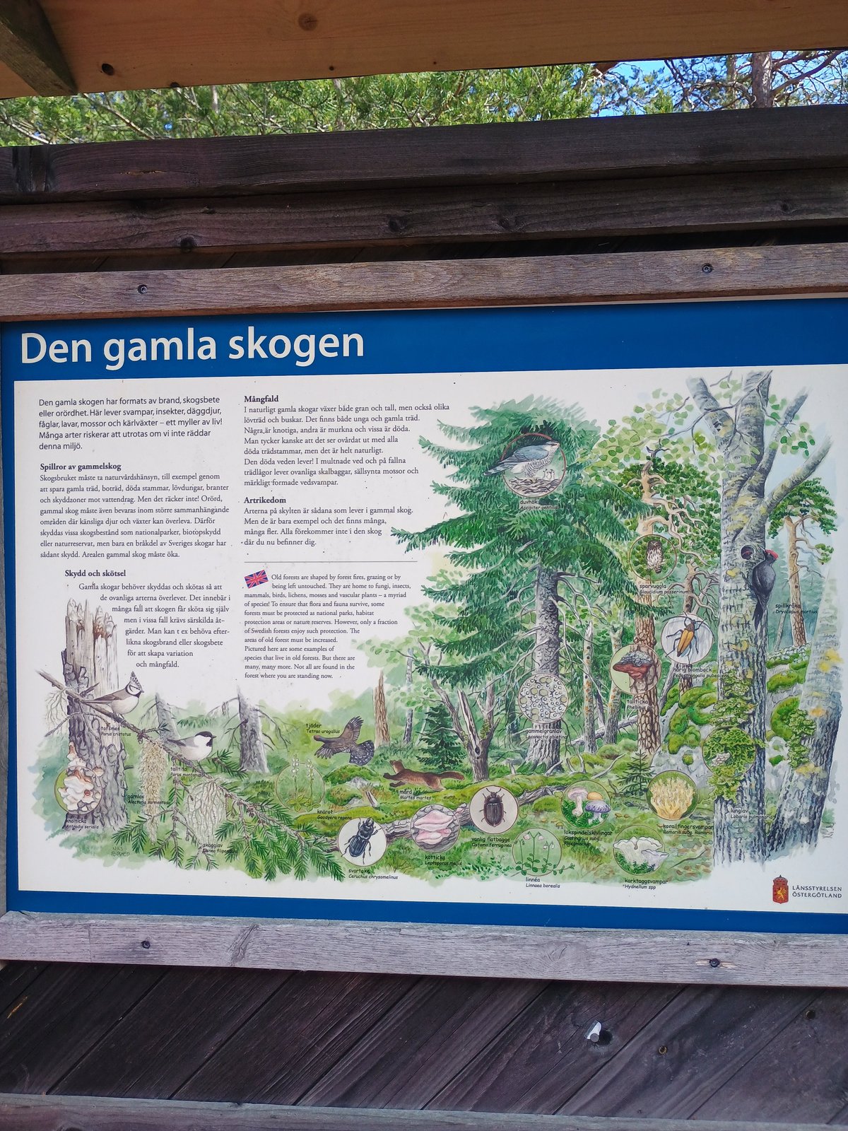 Houten informatiebord over Den gamla skogen, het oude woud, uitgegeven door Länsstyrelsen Östergötland in het Torrö naturreservat.