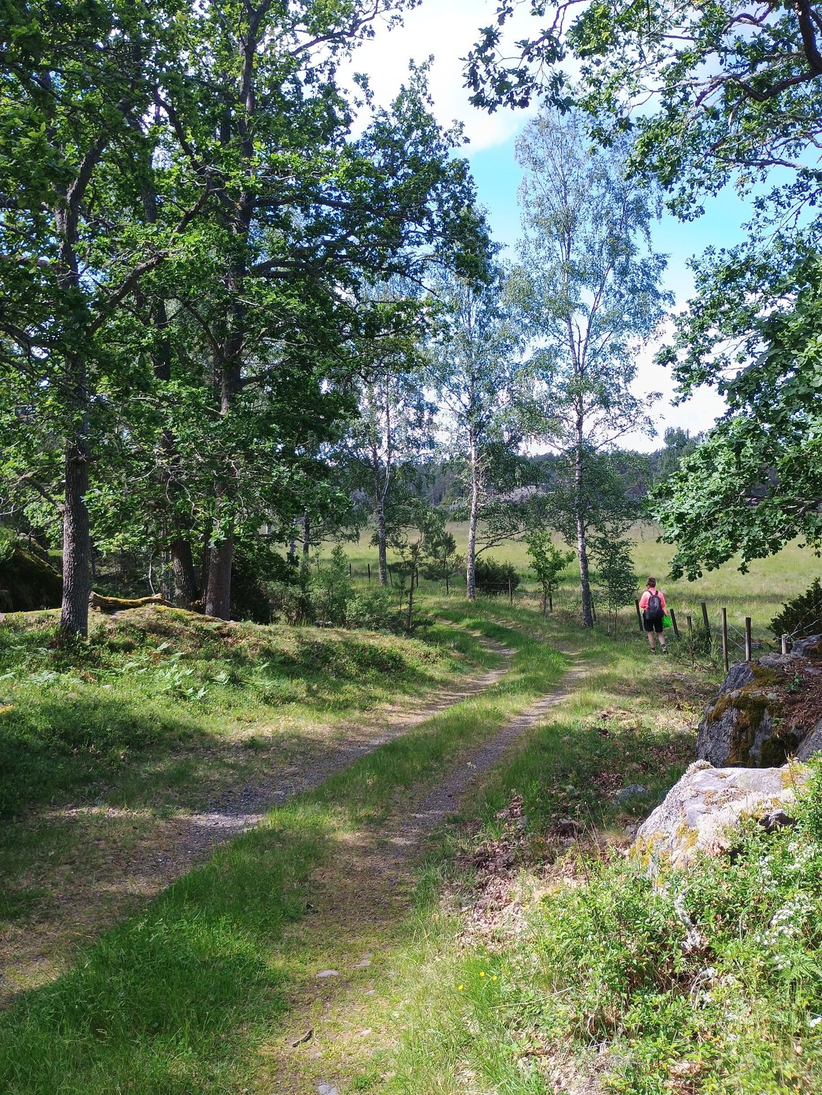 Wandelaar in rood shirt met rugzak op een bospad richting open weiland in het Torrö naturreservat.