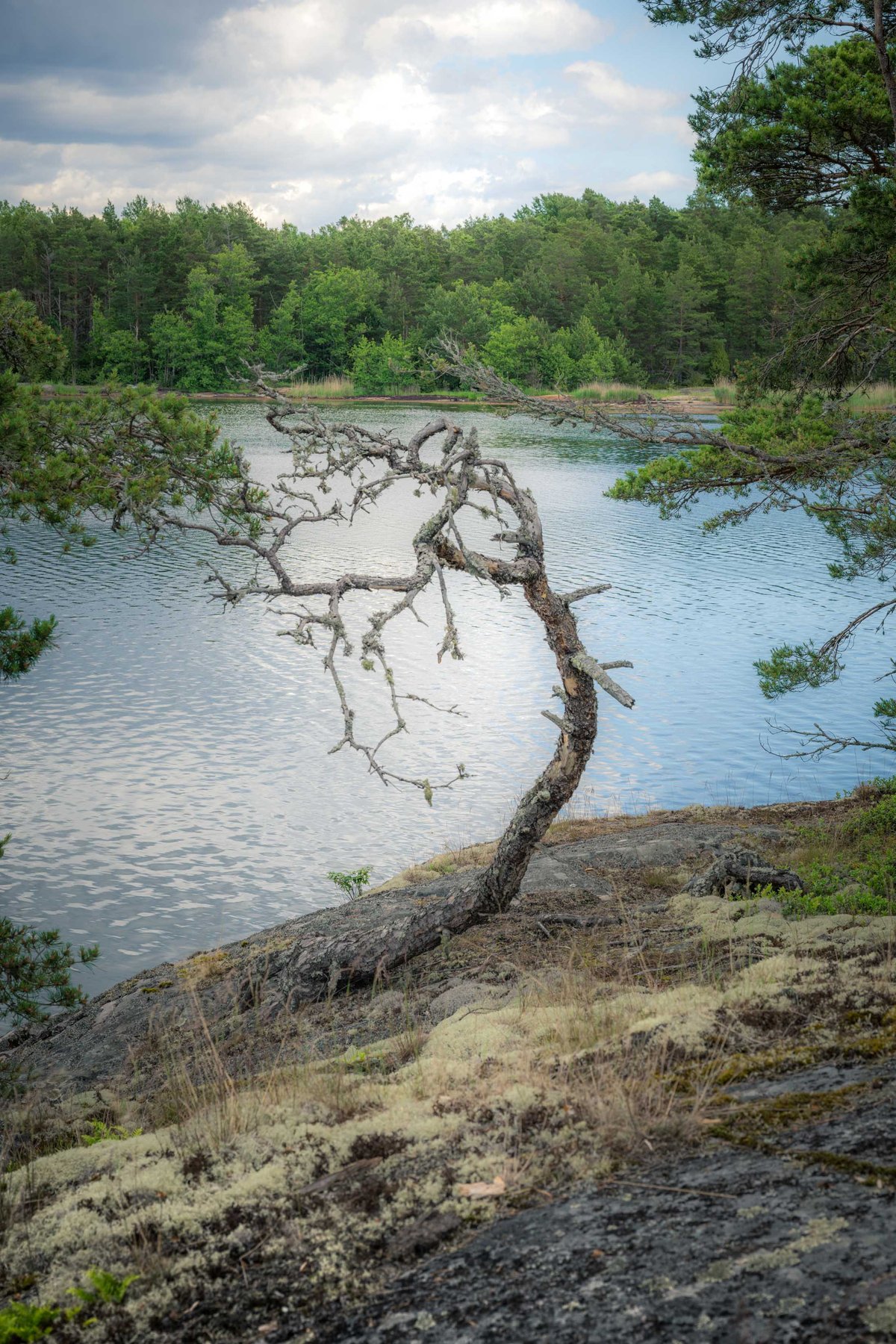 Knoestige gebogen dennenboom op een mossbedekte rots aan de oever van een kalm meer, omgeven door groen bos.
