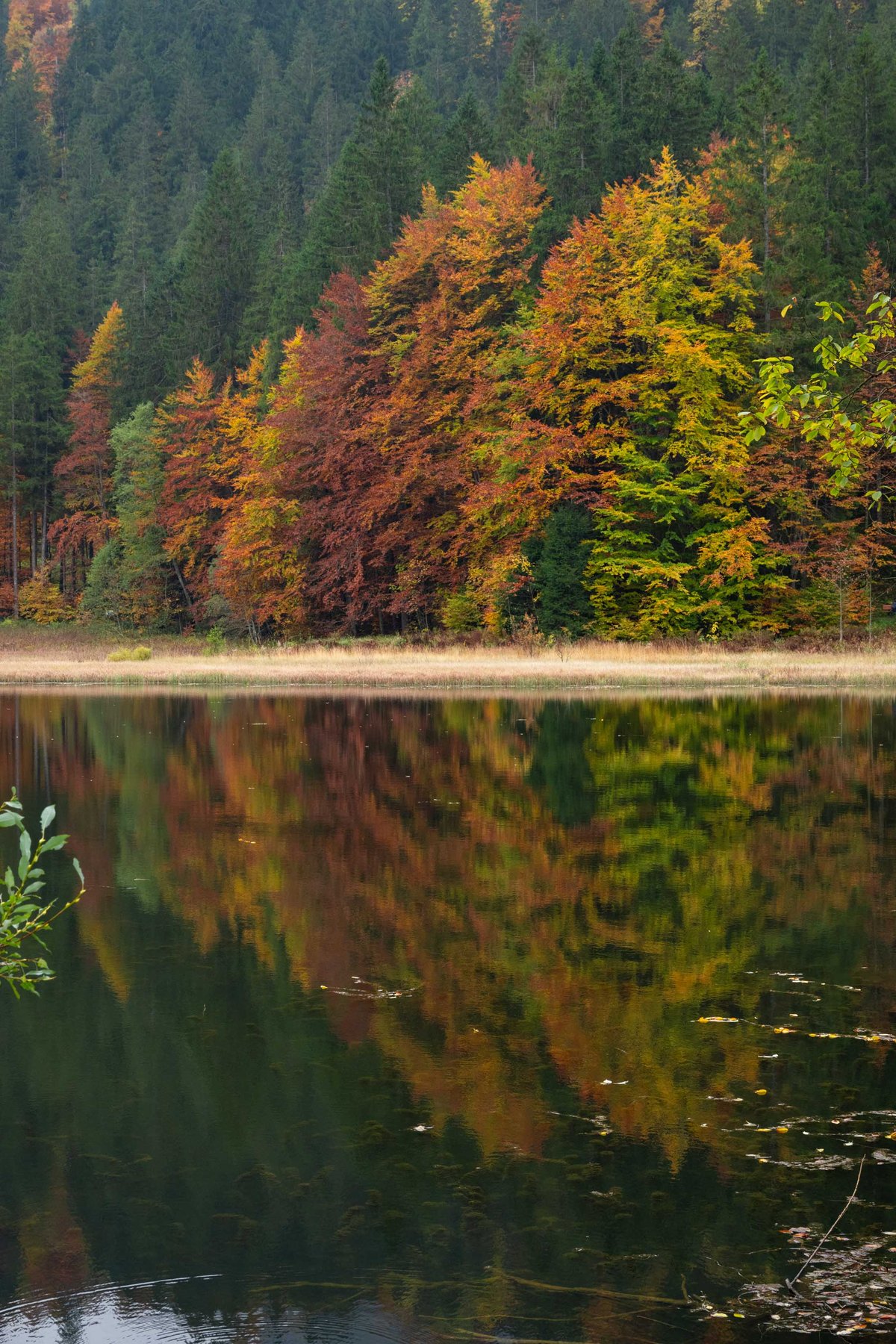 Herfstbos met rode en oranje bomen weerspiegeld in een stil bosmeer.