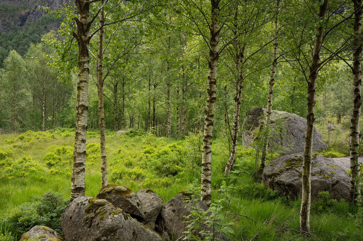 Slanke berkenbomen met witte stammen tussen grote mosbegroeide rotsblokken in een groen Noors boslandschap.