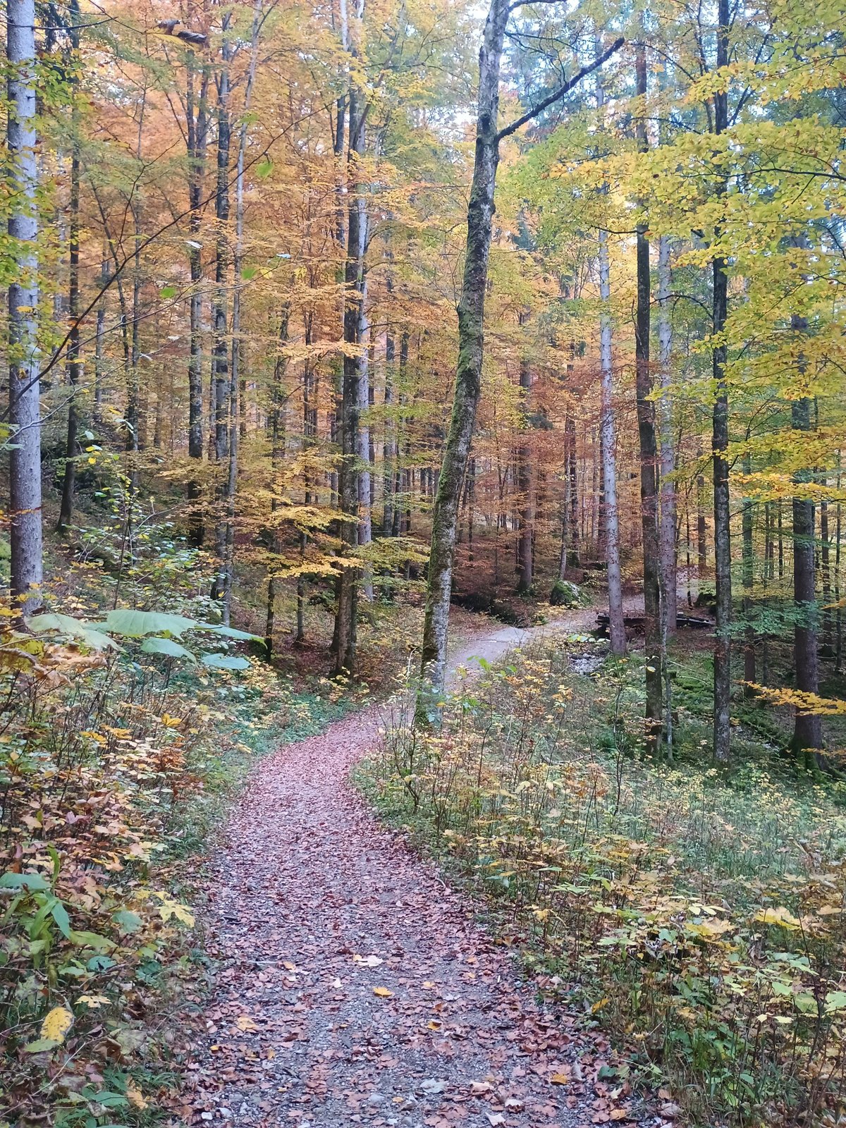 Smal grindpad door een herfstbos met geel en oranje gekleurde bomen.