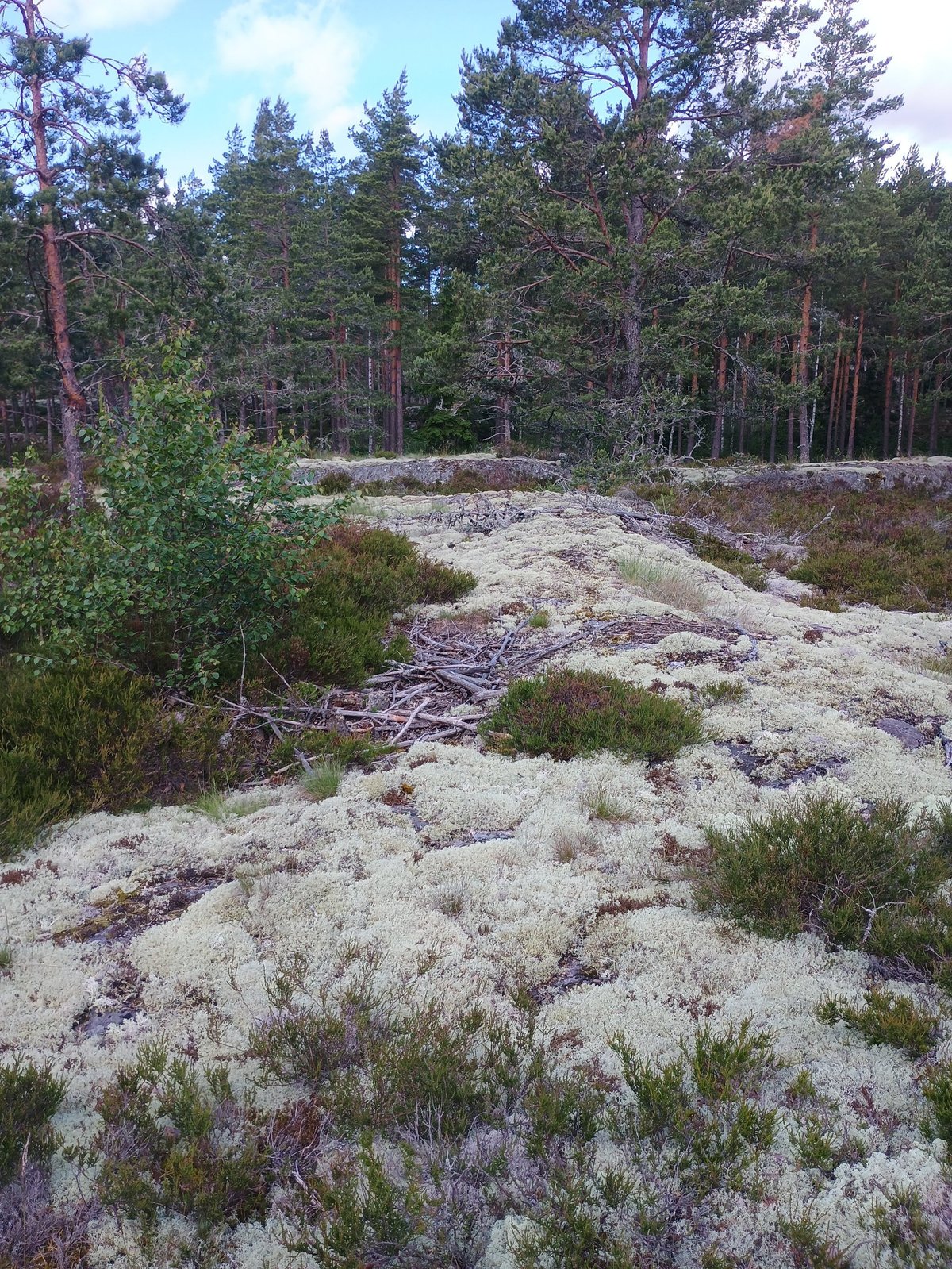 Rotsplateau bedekt met wit rendiermos en heide met dennenbos op de achtergrond in het Torrö naturreservat.