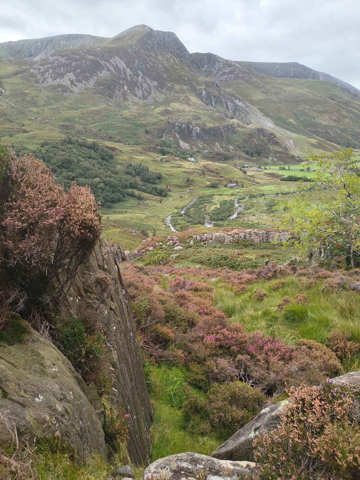 Bergdal met bloeiende paarse heide, een slingerende beek en ruige rotspieken onder een bewolkte lucht