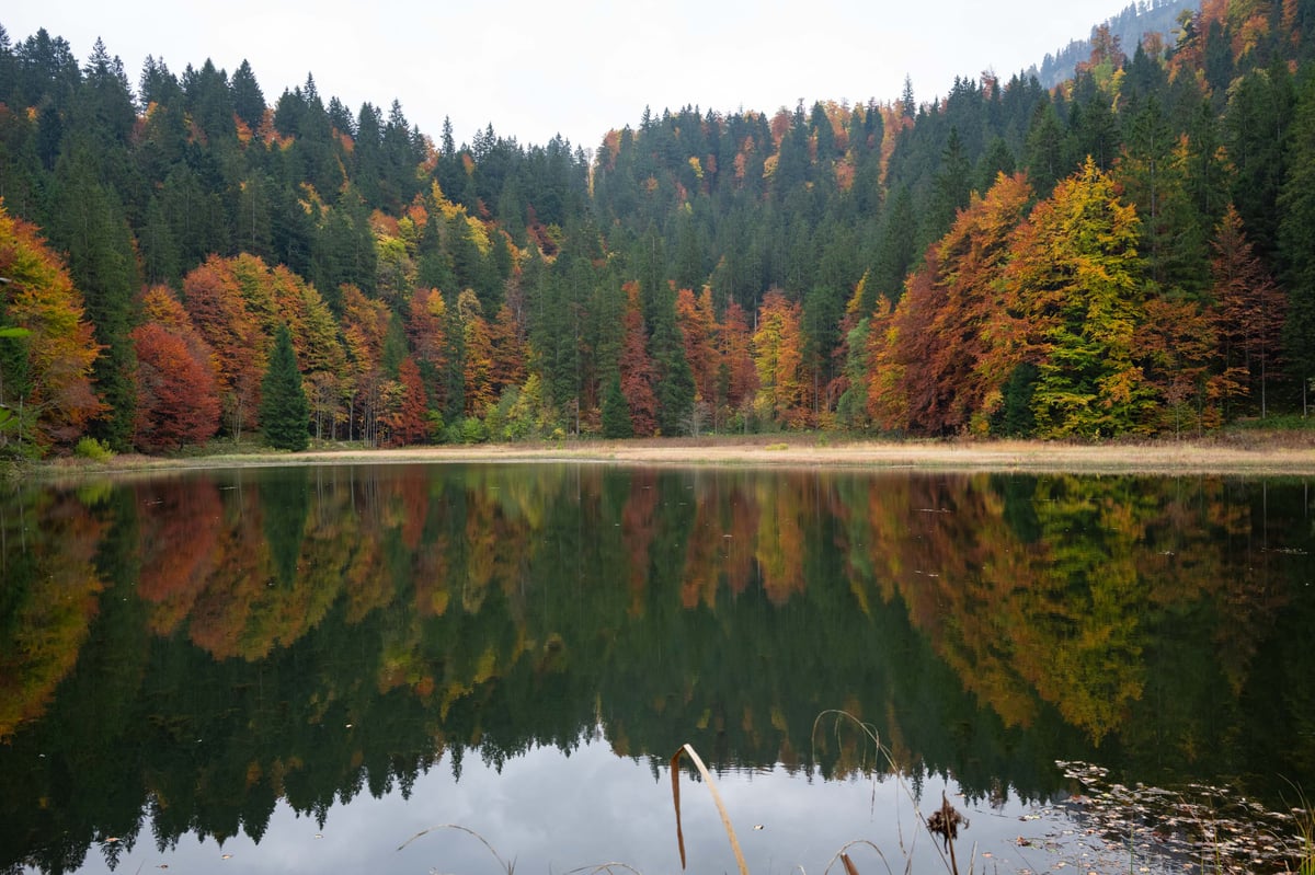 Stille bergmeer met perfecte spiegeling van herfstbos in rood, oranje en geel op een bewolkte dag.