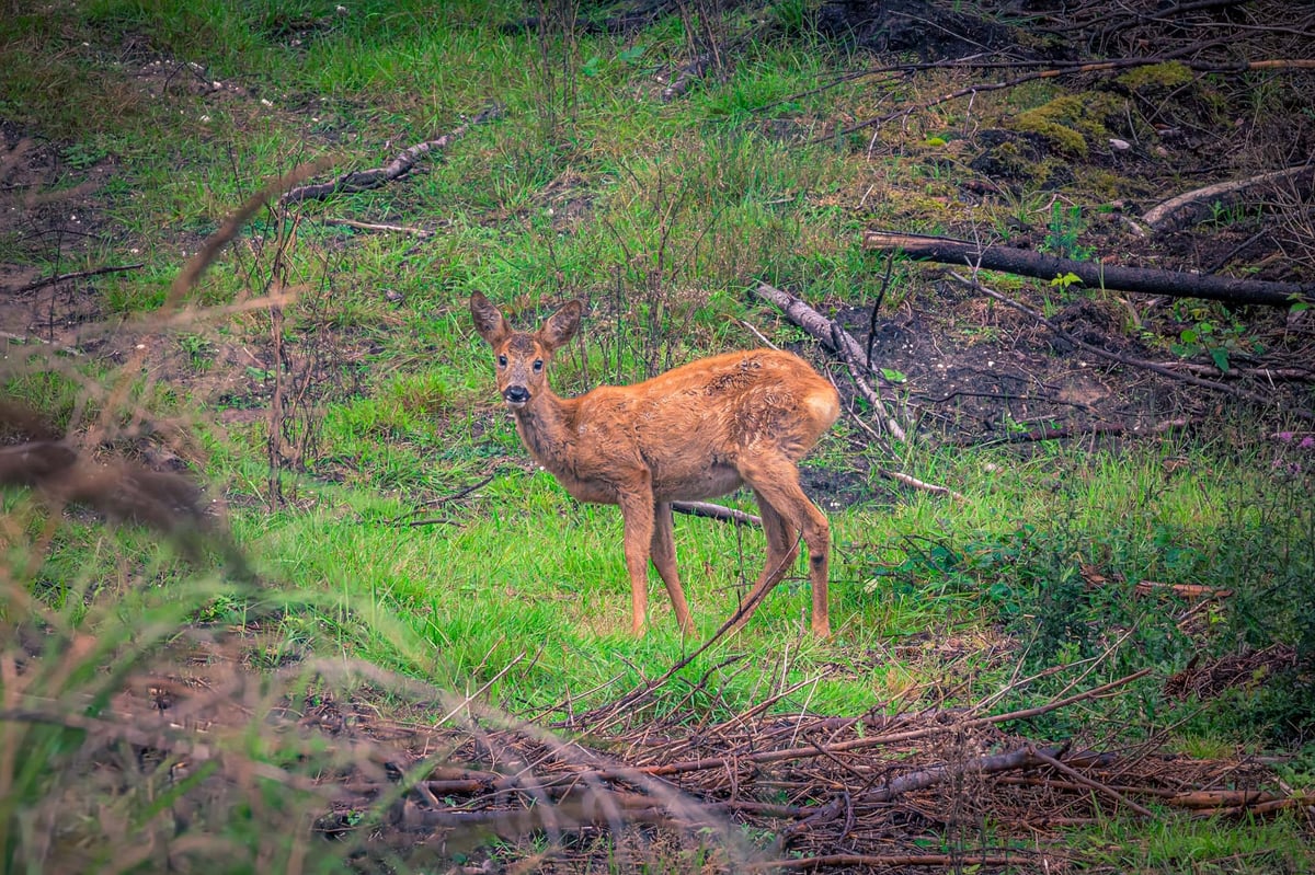 Een jong ree staat alert in een open bosrand omgeven door groen gras en omgevallen takken in Tved Klitplantage