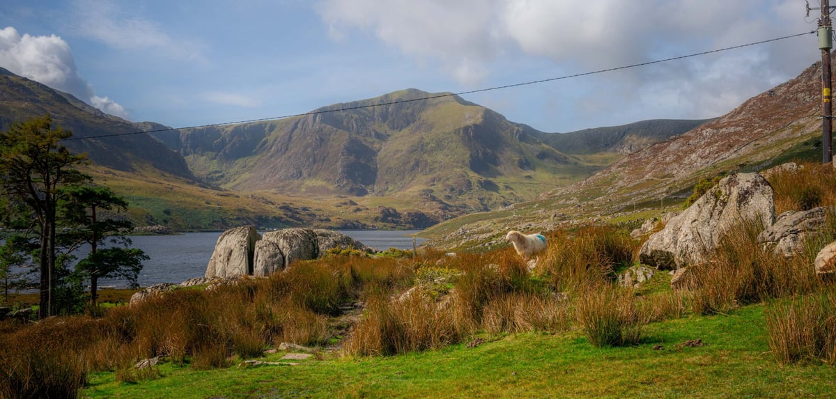 Een wit schaap met turquoise verfmerk bij de oever van Llyn Ogwen, met Tryfan op de achtergrond
