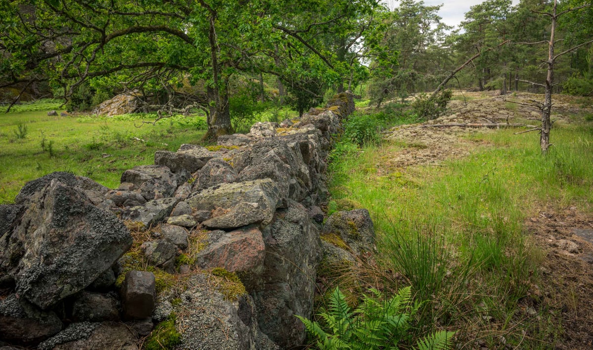Een oude mosbegroeid droogstenen muur van graniet loopt door een gemengd Scandinavisch landschap met eiken en naaldboombos.