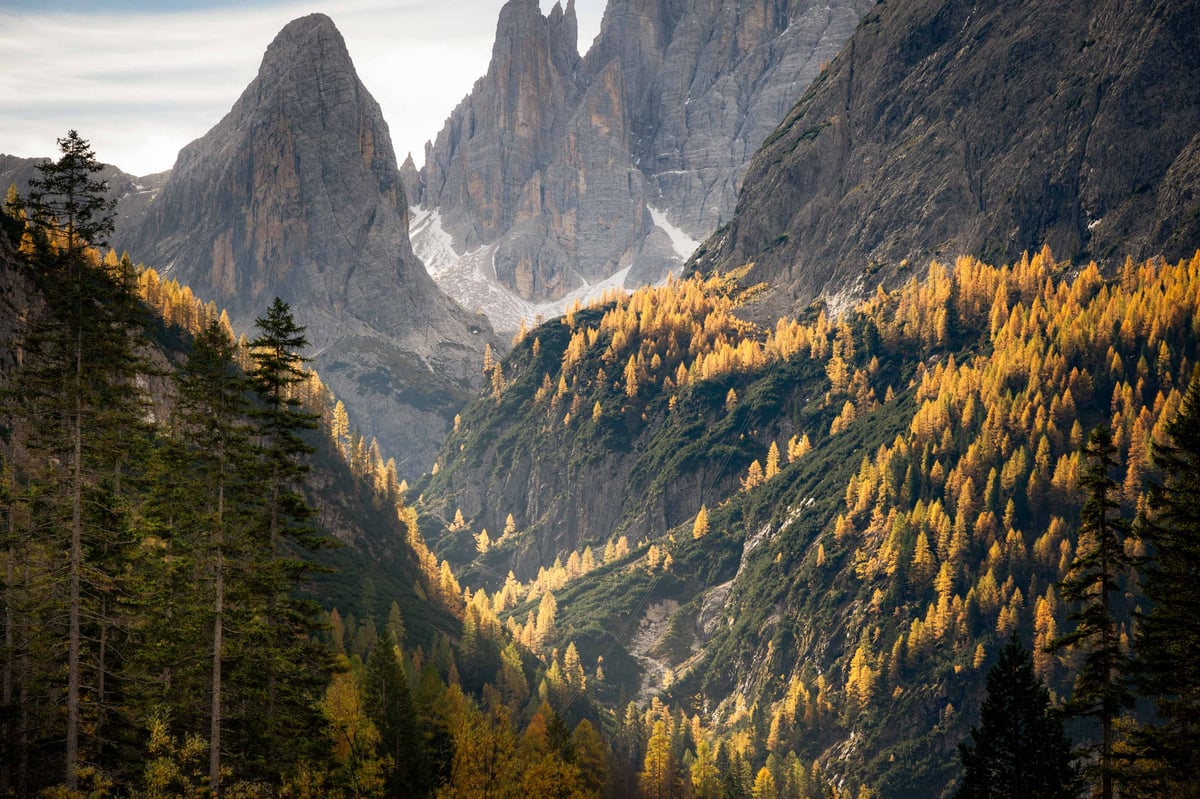 Goudgele lariksen in herfstkleuren langs steile rotshellingen in de Dolomieten, met dramatische grijze bergpieken op de achtergrond.