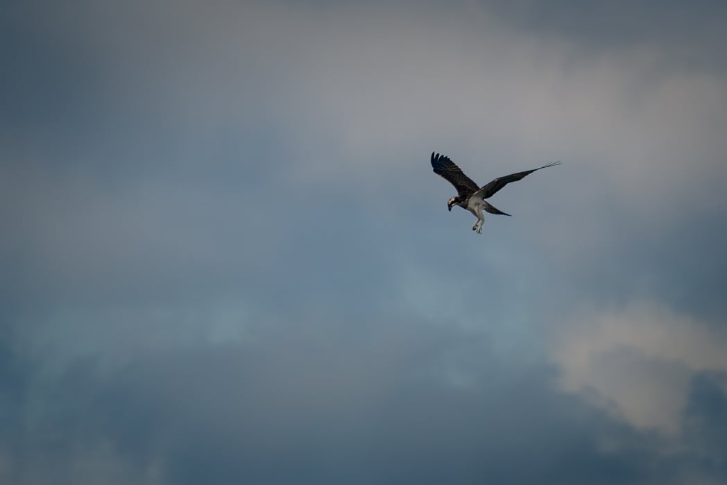 Een visarend vliegt met gespreide vleugels en uitgestoken poten tegen een bewolkte grijsblauwe lucht boven Nationalpark Thy
