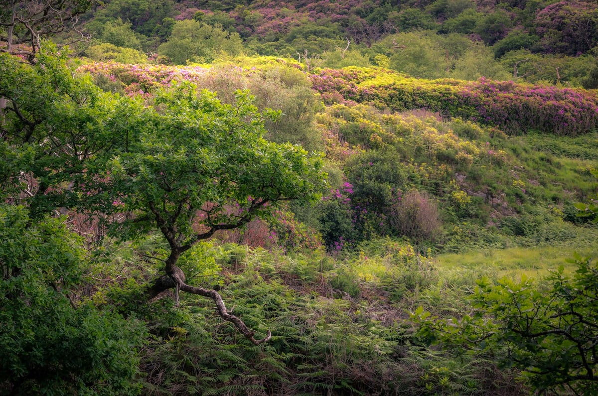 Kronkelende boom omringd door varens en bloeiende rhododendrons op een groene helling in Killarney National Park