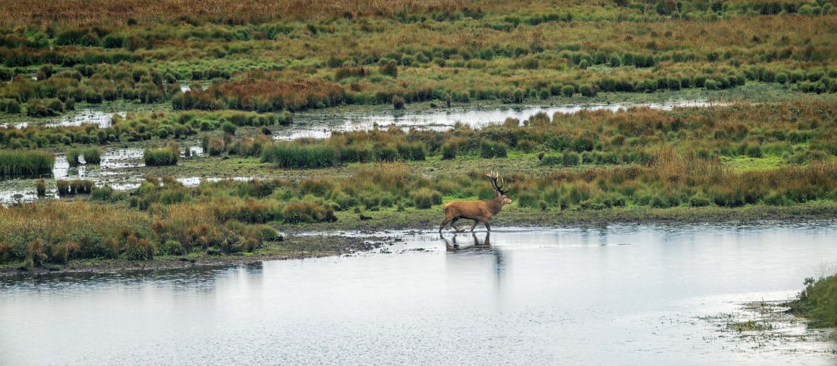 Een edelhert loopt door het ondiepe water aan de oever van een meer in het moerasachtige herfstlandschap van Nationalpark Thy
