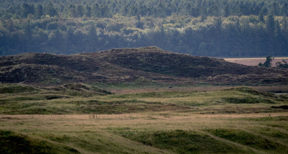 Glooiend heidelandschap met een grote donkere heuvel en een dicht naaldbos onder herfstig bewolkt licht in Thy