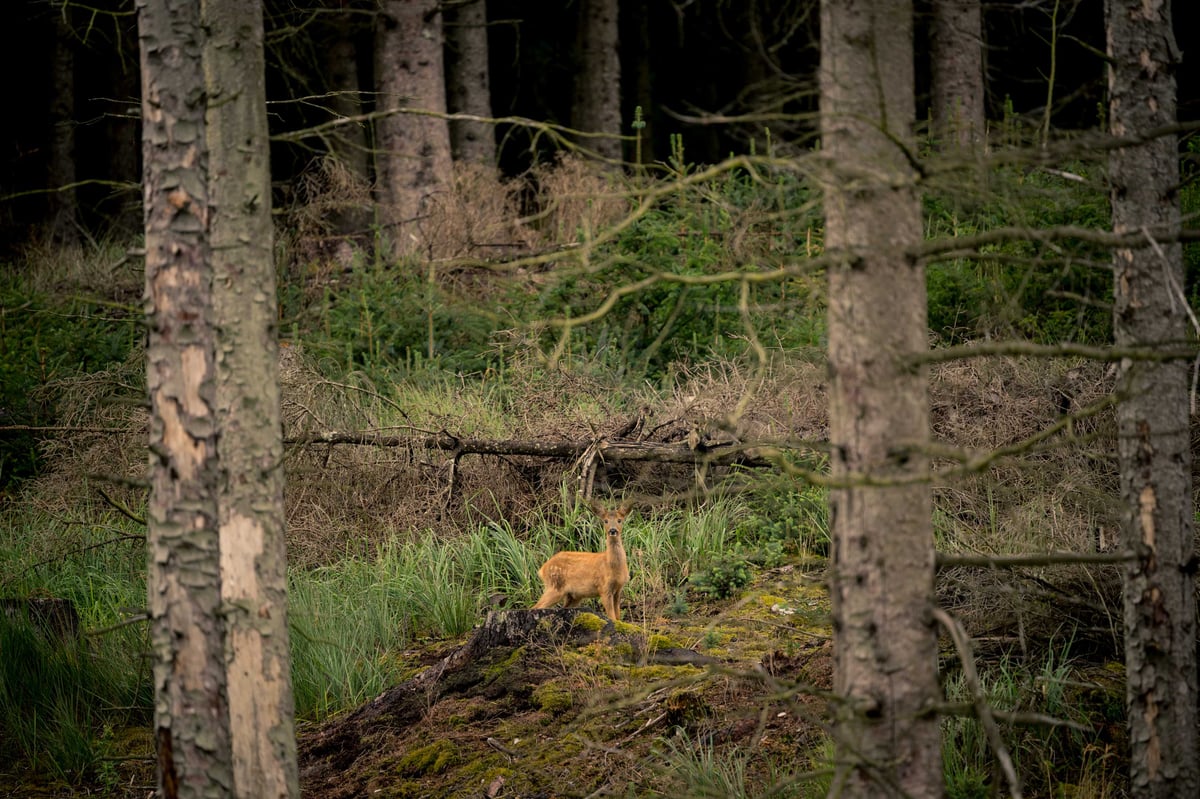 Een jong hert kijkt in de camera vanuit een donker, dicht naaldwoud in Tved Klitplantage