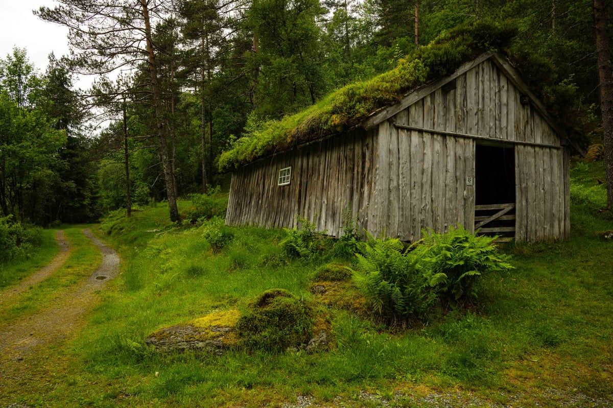 Oude verweerde houten schuur met begroeid turfgrasdak in een weelderig Scandinavisch dennenbos bij Jonegarden