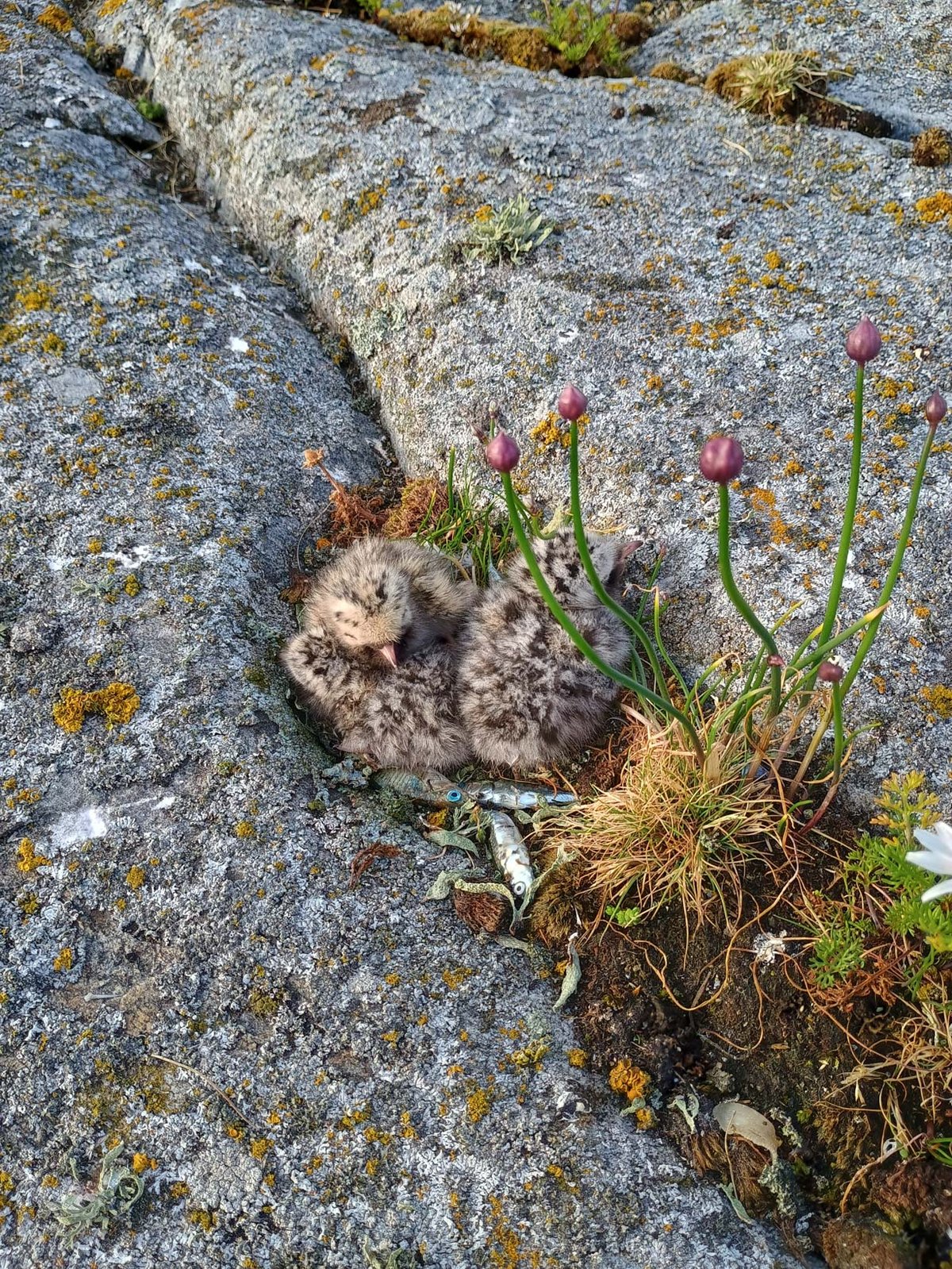 Twee donzige meeuwenkuikens in een rotsspleet naast wilde paarse bloemen, met kleine visjes als voer