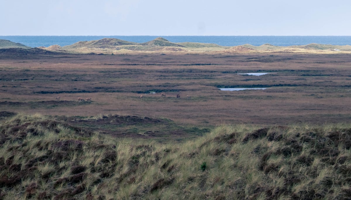 Een uitgestrekte heidevlakte met een kleine groep grazende herten, omringd door kustduinen en de zee op de achtergrond
