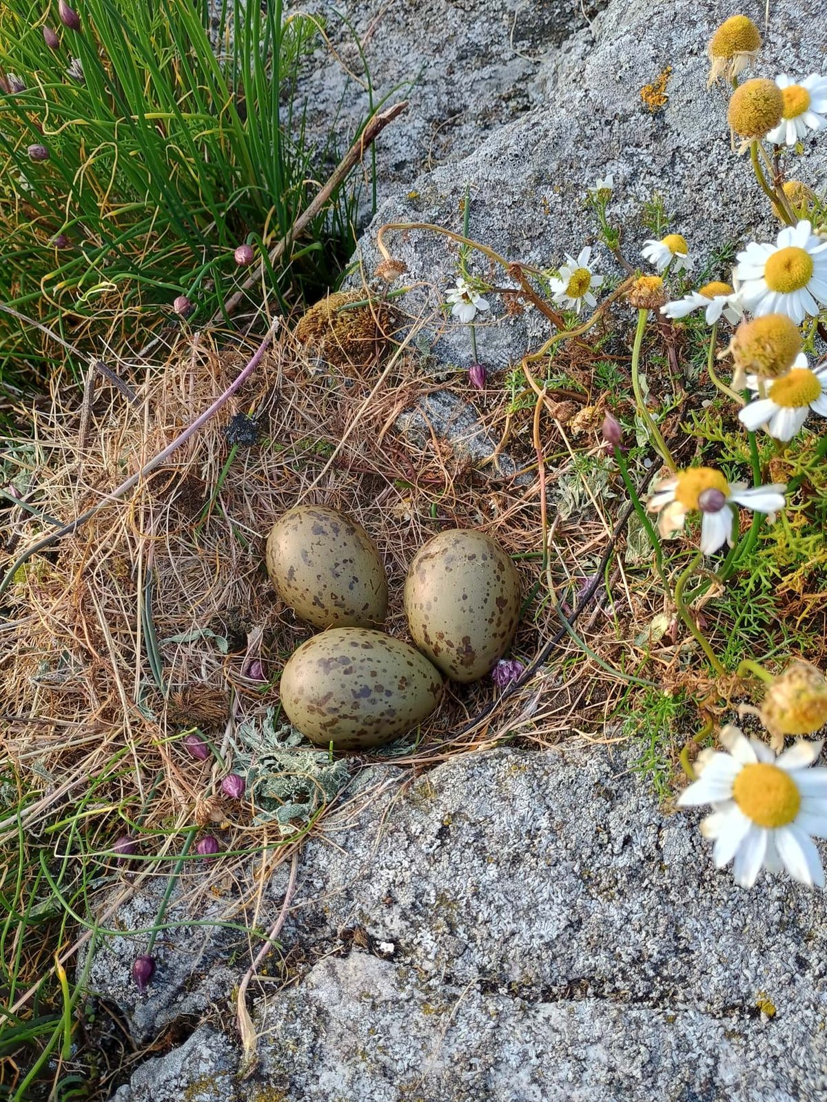 Drie gevlekte vogeleieren in een grondnest van droog gras tussen rotsen en wilde madeliefjes op Storkläppen