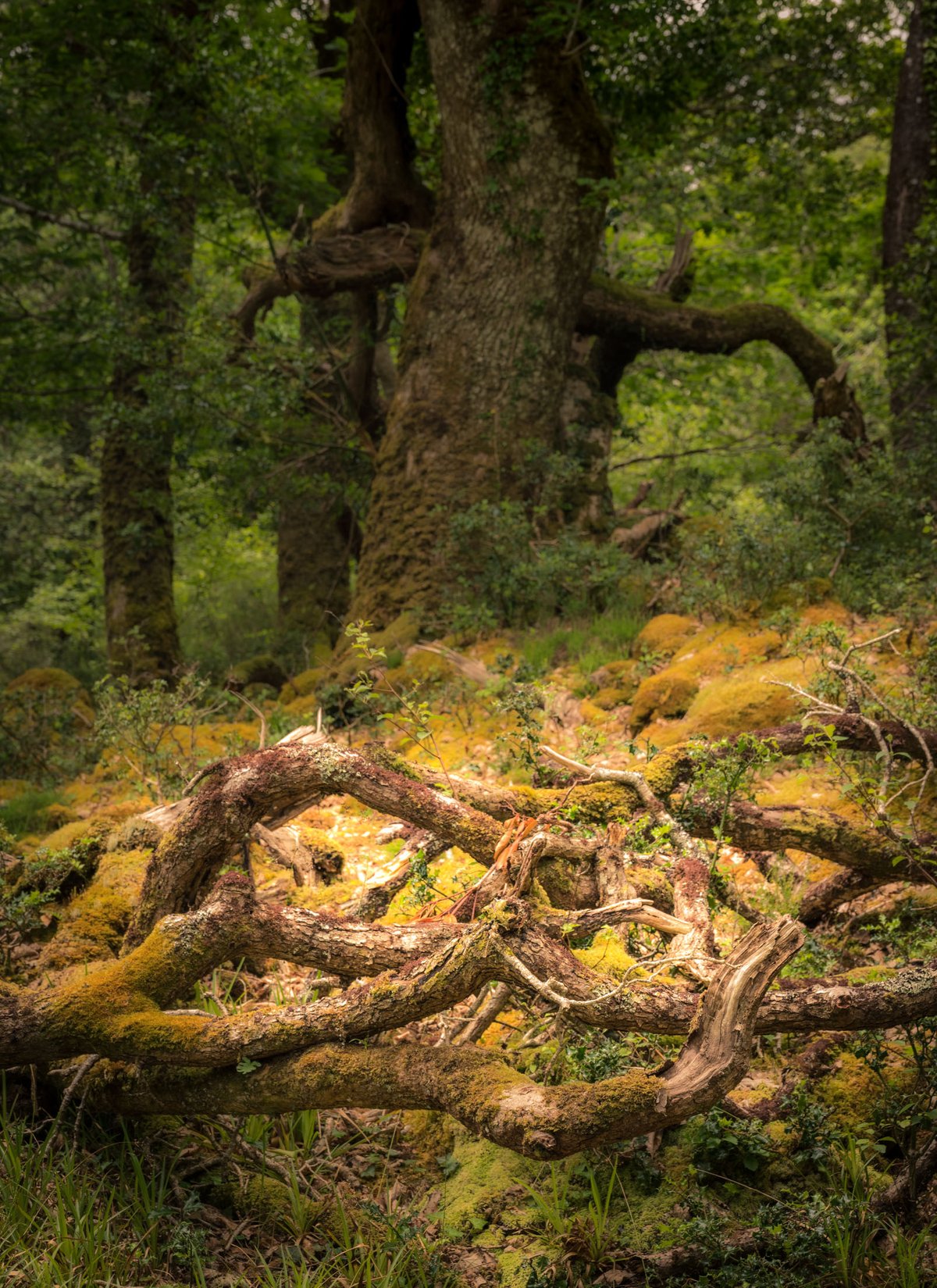 Gevallen bemoste takken op een bosbodem met een grote oude boom met kronkelende takken in Killarney National Park