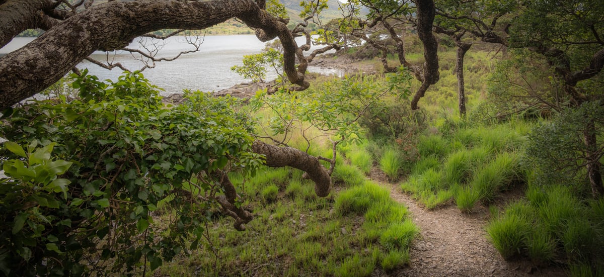 Smal wandelpad door groen landschap met grillige bomen en het meer op de achtergrond bij Muckross Lake