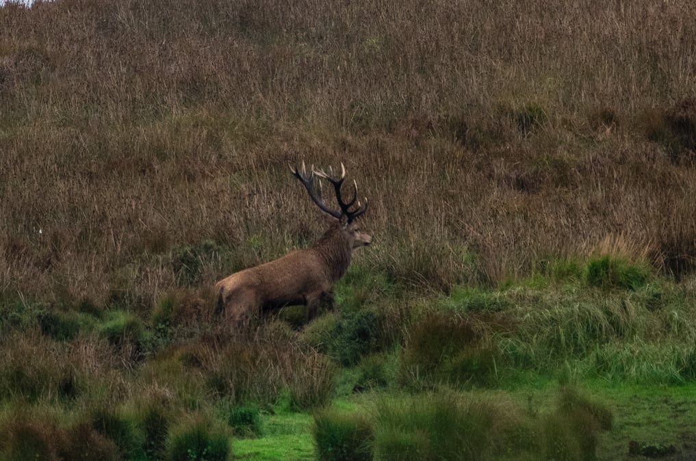Een volwassen edelhert met groot gewei tussen hoog dor gras op een heuvelachtig moorlandschap in Hanstholm Wildreservaat