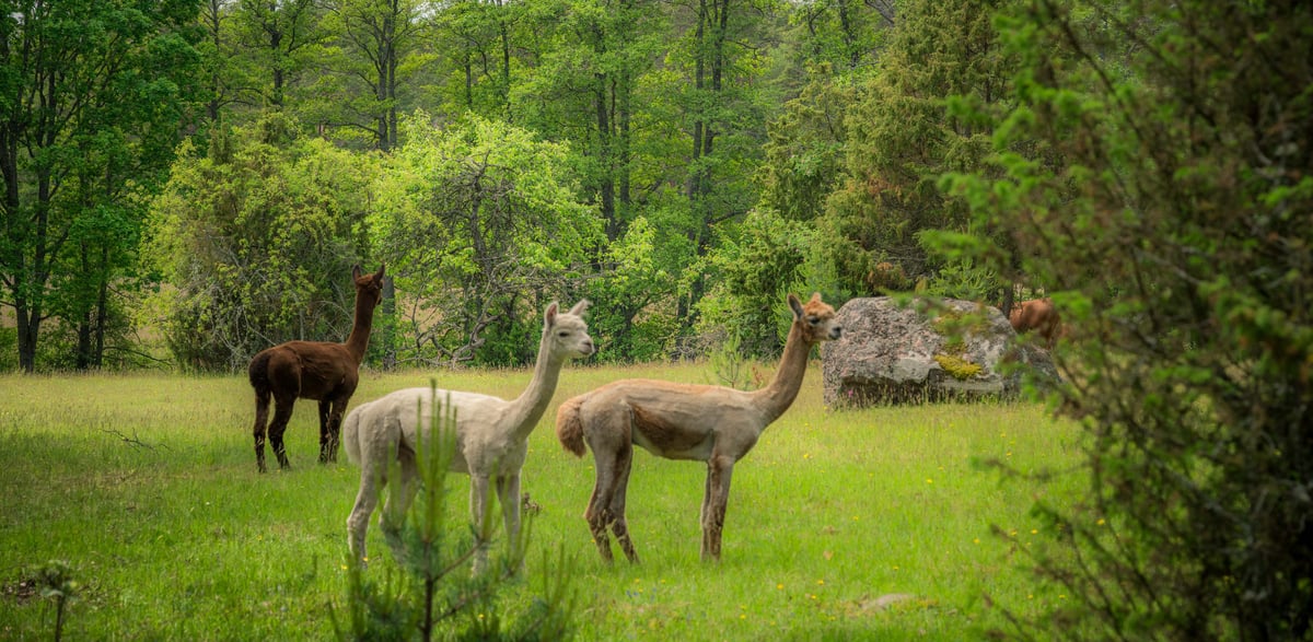 Drie alpaca's in verschillende kleuren grazen in een groene weide met een dicht loofbos op de achtergrond.