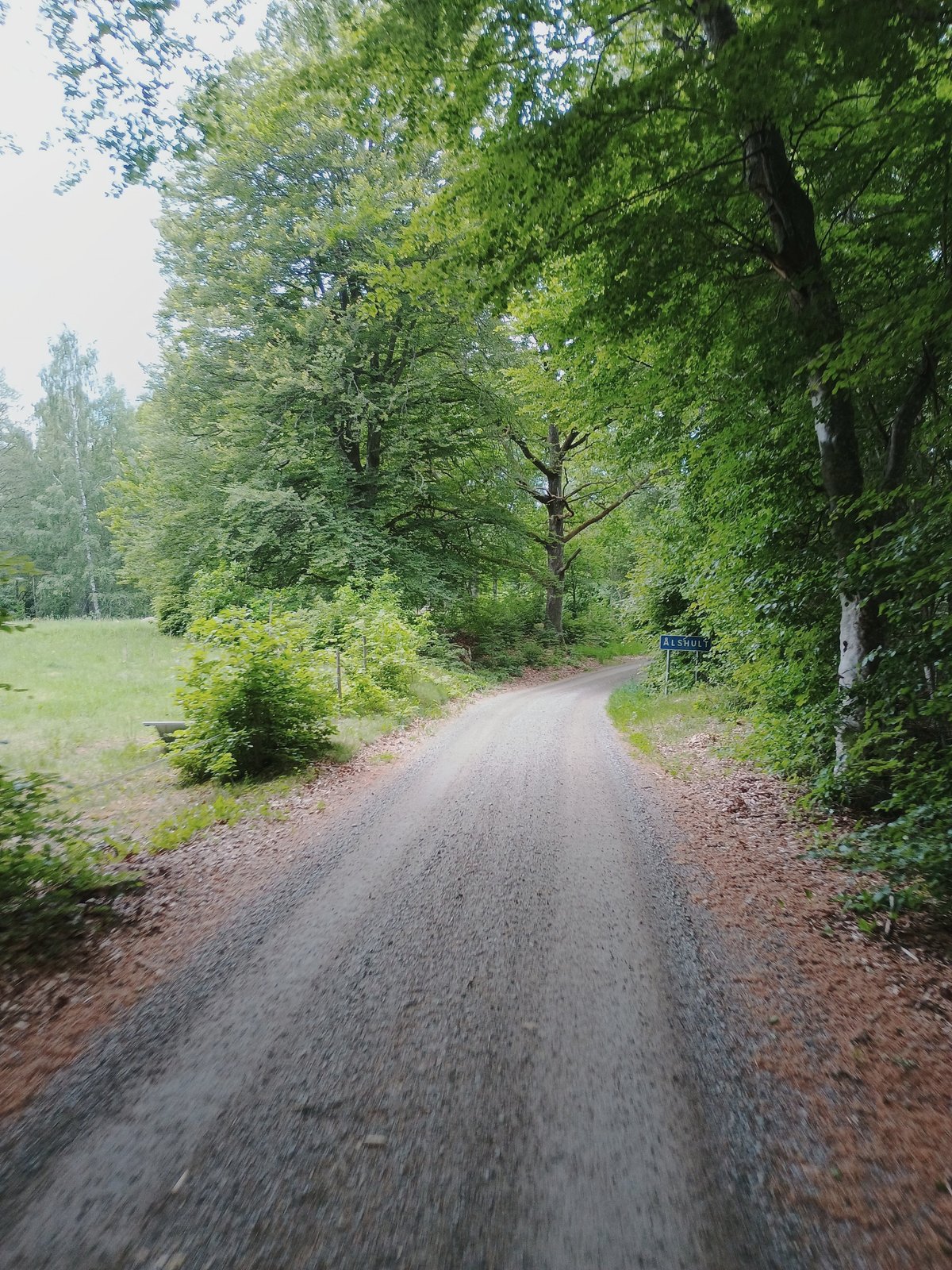 Onverharde kronkelende bosweg in de zomer bij het Zweedse plaatsje Älshult, omgeven door grote loofbomen.