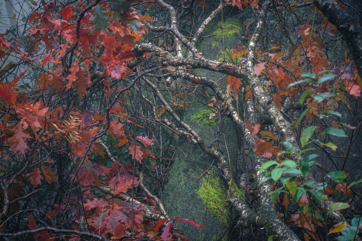 Close-up photo of autumn leaves in warm red, orange and yellow colors