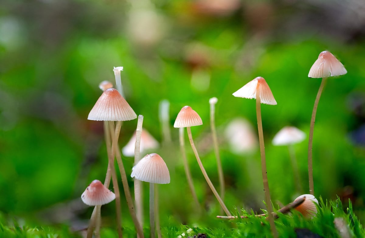 kleine paddestoelen met groen achtergrond