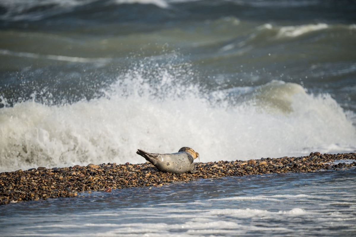 Zeehond Bulbjerg strand Denemarken