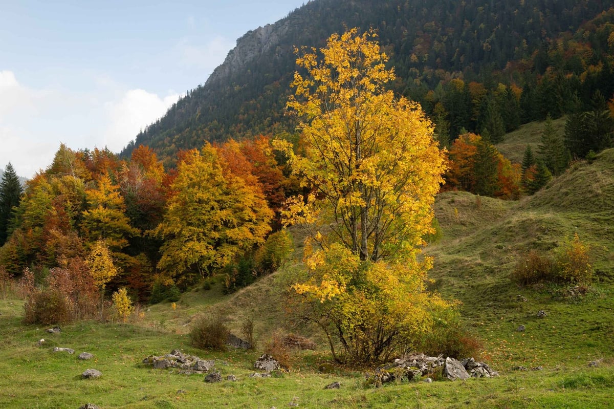 Herfstkleuren bos Beieren oktober