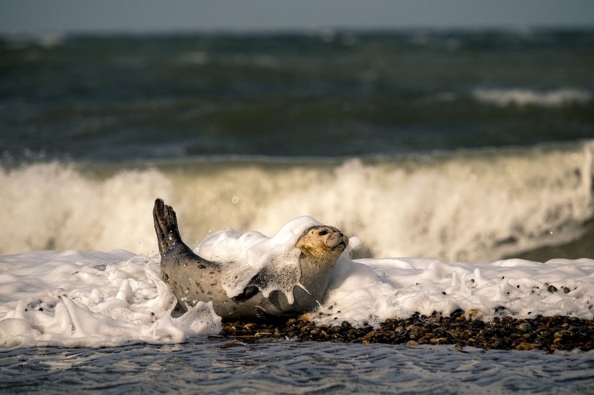 Zeehond overspoeld door golven Noordzee