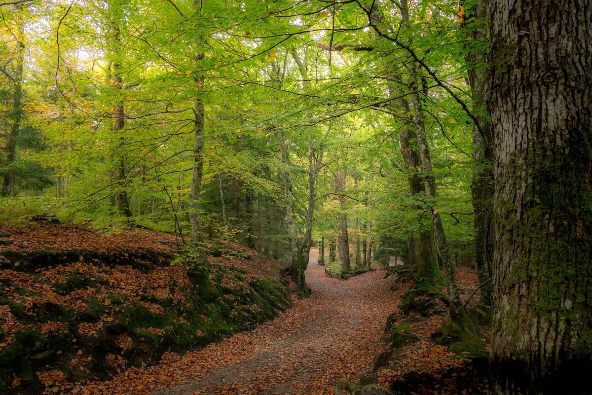 Himmelbjerget omgeving bossen wandelpaden herfstkleuren