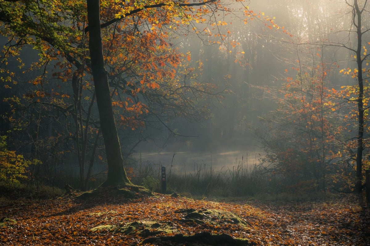 Misty autumn morning with sunlight shining through forest trees