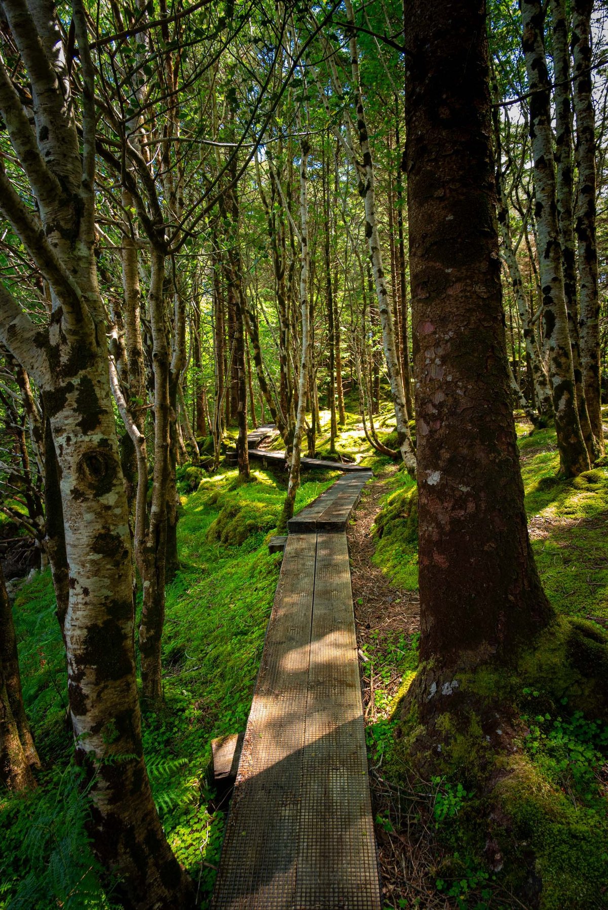 Verticaal beeld van bemoste bomen langs de boardwalk in Glanteenassig