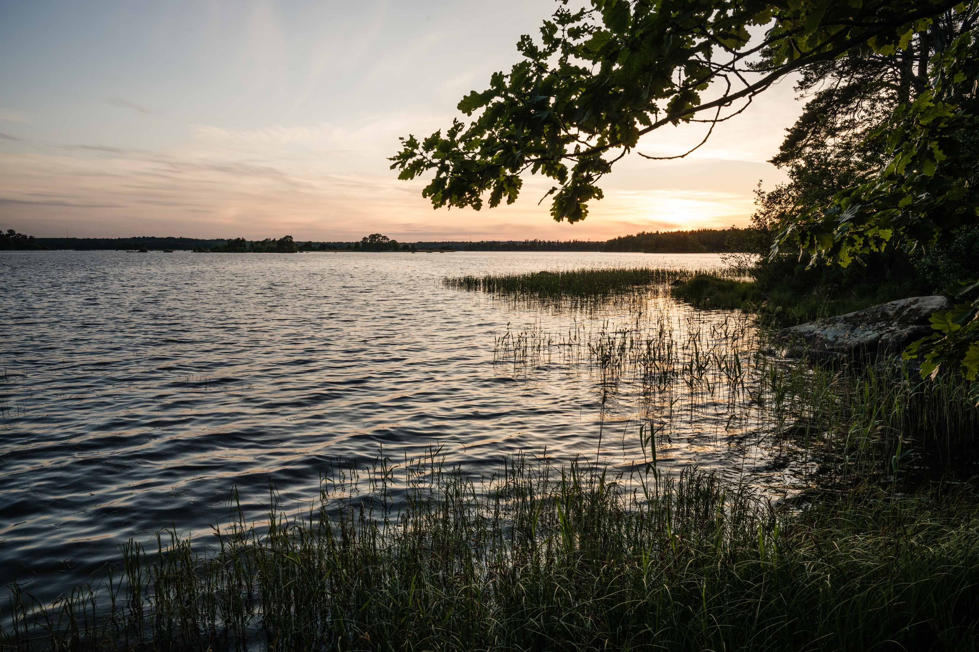 Zonsondergang boven een kalm meer met rietkragen en eikentakken als natuurlijk kader op de voorgrond.