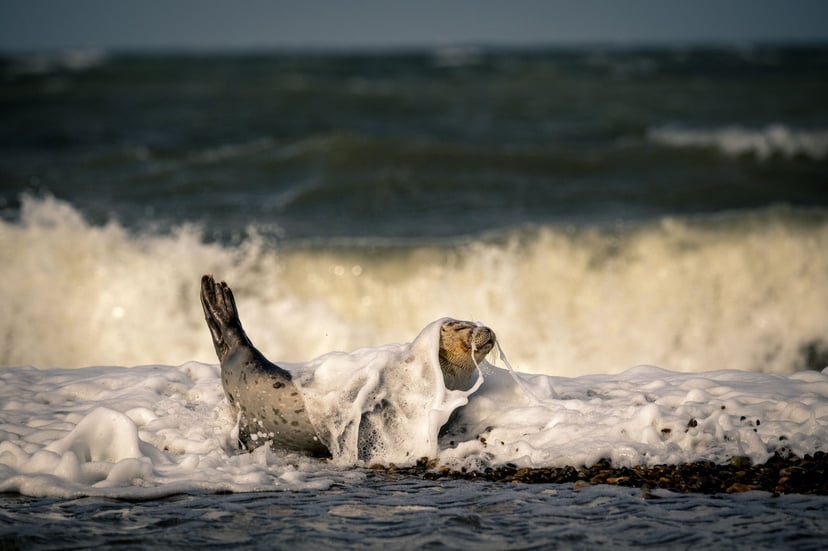 Zeehond rust strand