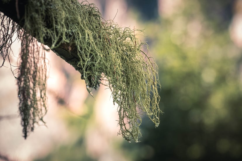 Lariks in herfstkleuren tegen bergachtergrond