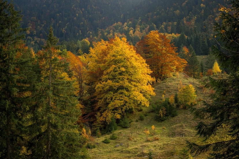 Herfstbos Zuid-Duitsland