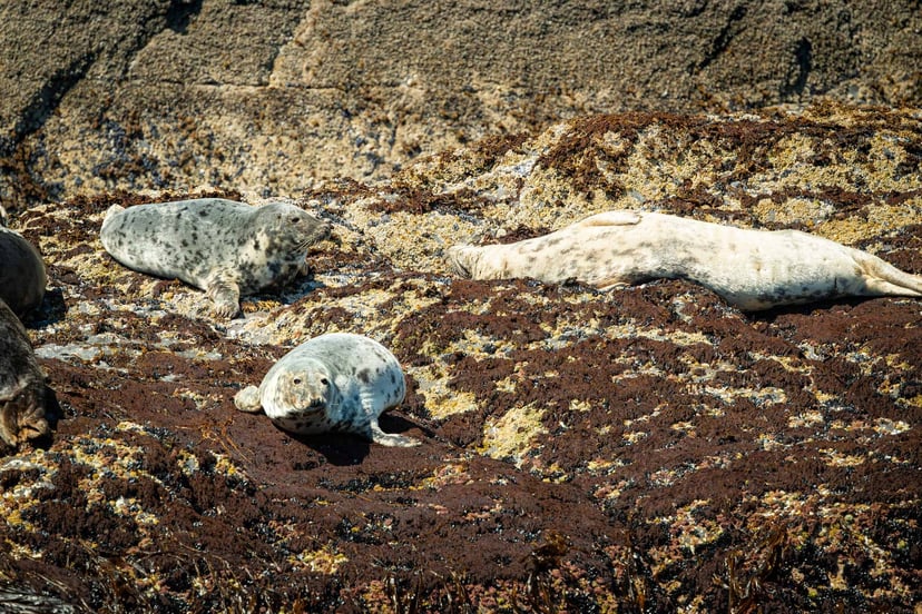 Kustlandschap bij Portmagee met groene heuvels