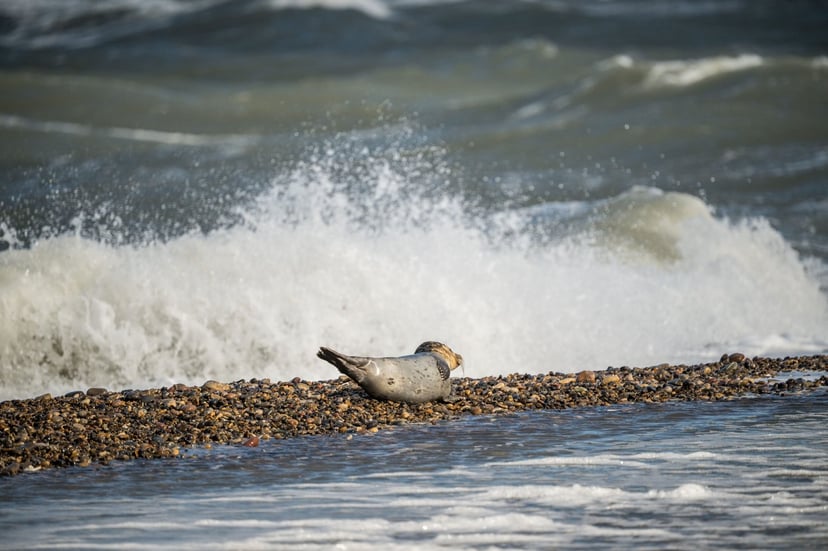 Zeehond beschut tegen wind
