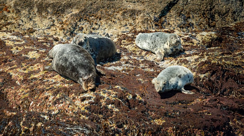 Grijze zeehonden liggen te luieren op de rotsen bij de Skellig Islands
