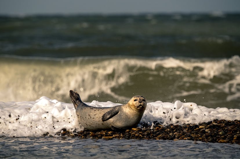 Wildlife fotografie Denemarken
