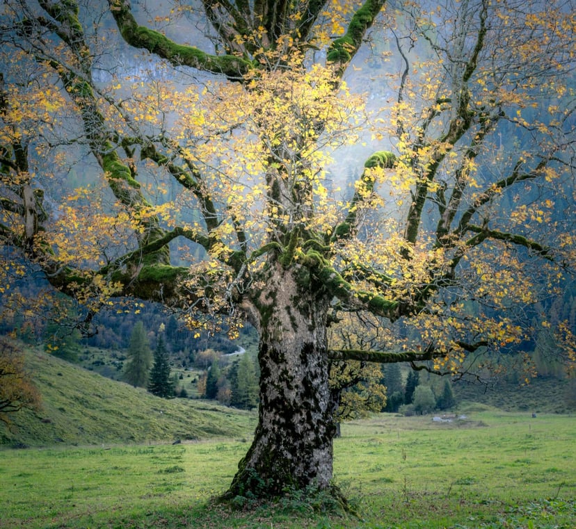 Detail esdoorn bladeren herfst geel