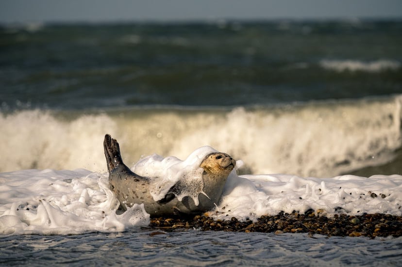 Zeehond golven Noordzee