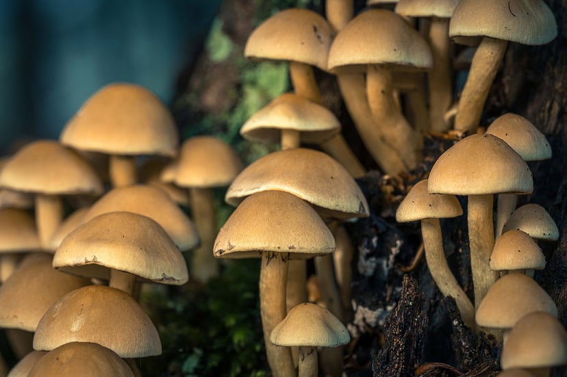 de magie van paddenstoelen in de herfst