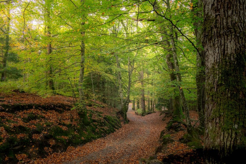 Himmelbjerget wandelpad bossen herfst