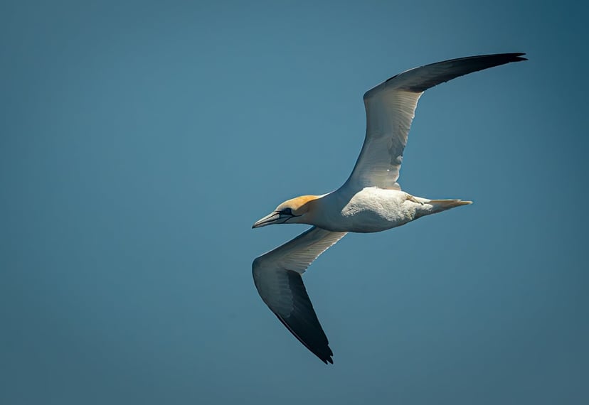Jan-van-gent in vlucht boven de Atlantische Oceaan